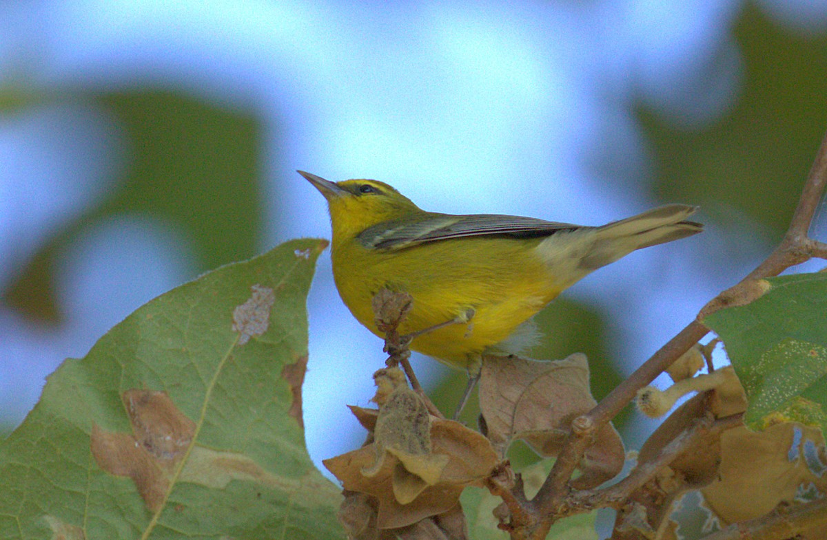 Blue-winged Warbler - Curtis Marantz