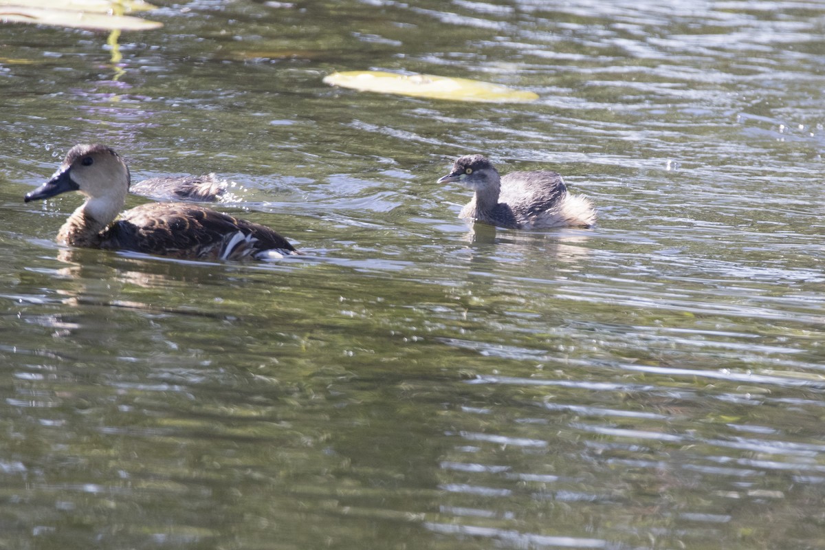 Australasian Grebe - John Cantwell