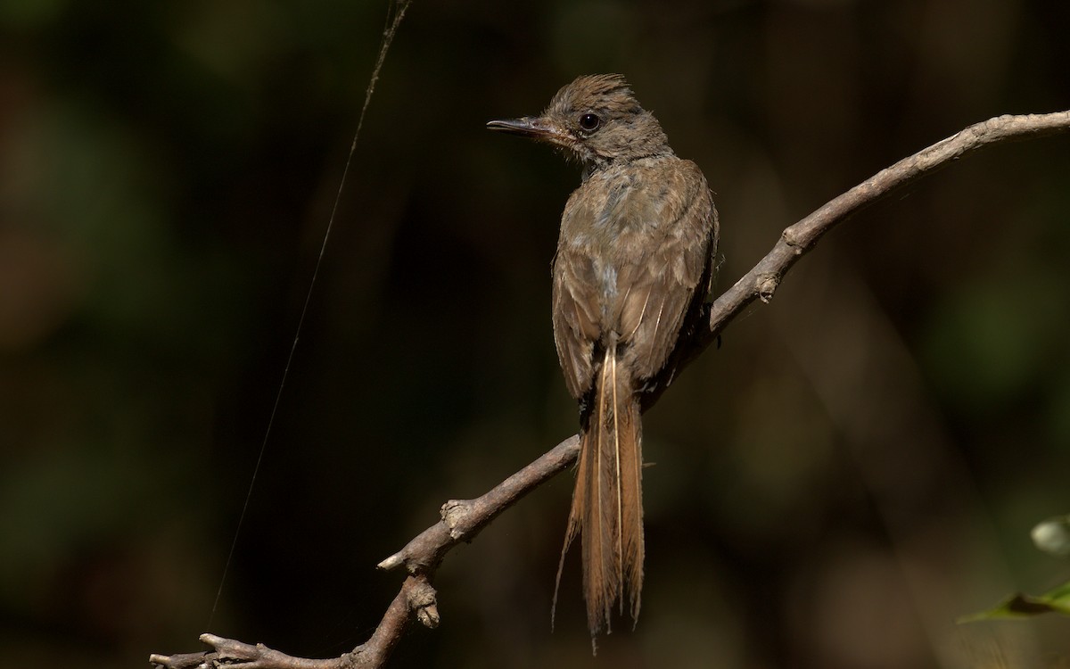 Ash-throated Flycatcher - ML119373461