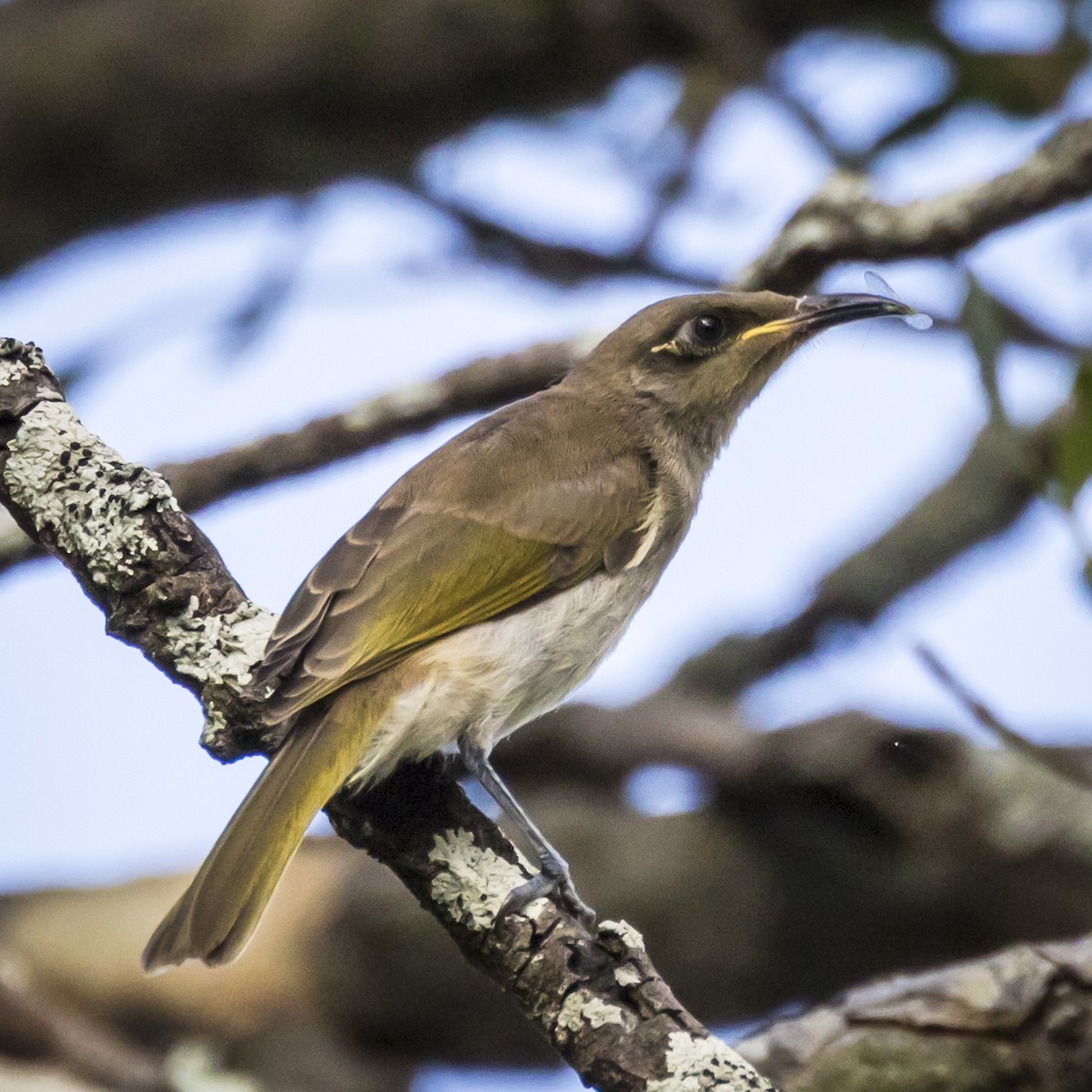 Brown Honeyeater - ML119373471