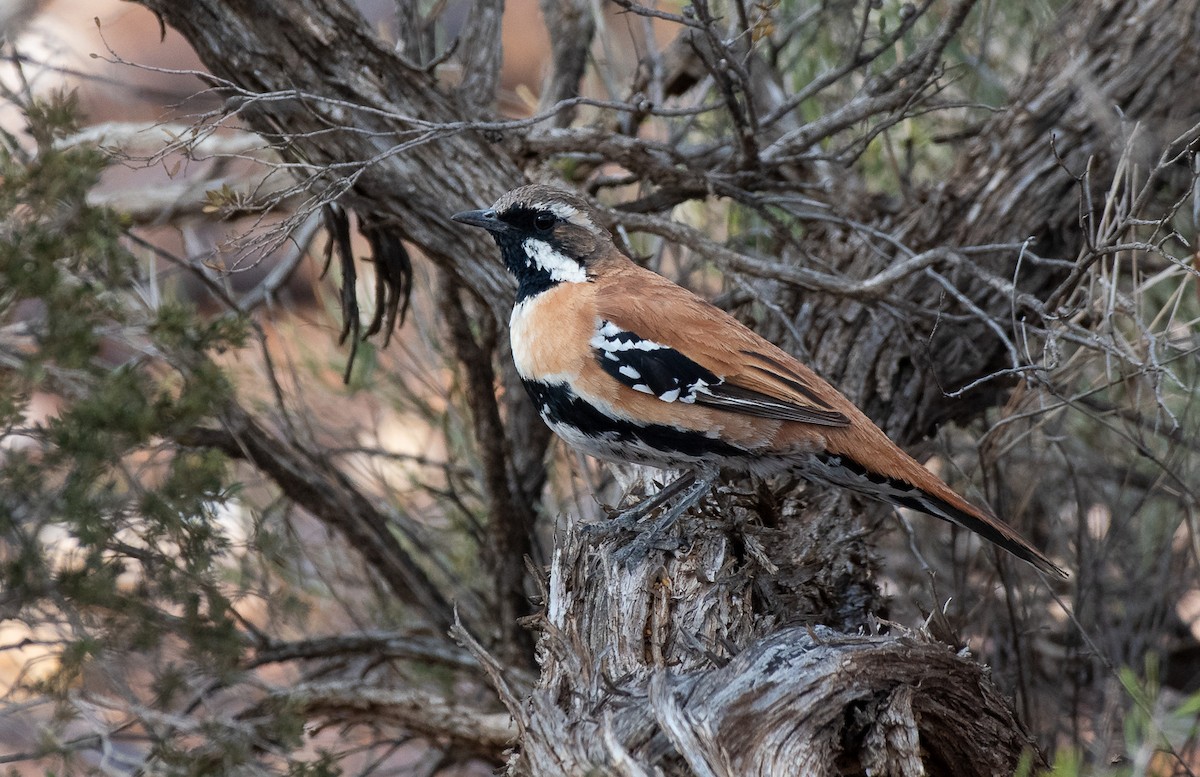 Western Quail-thrush - Barry Deacon
