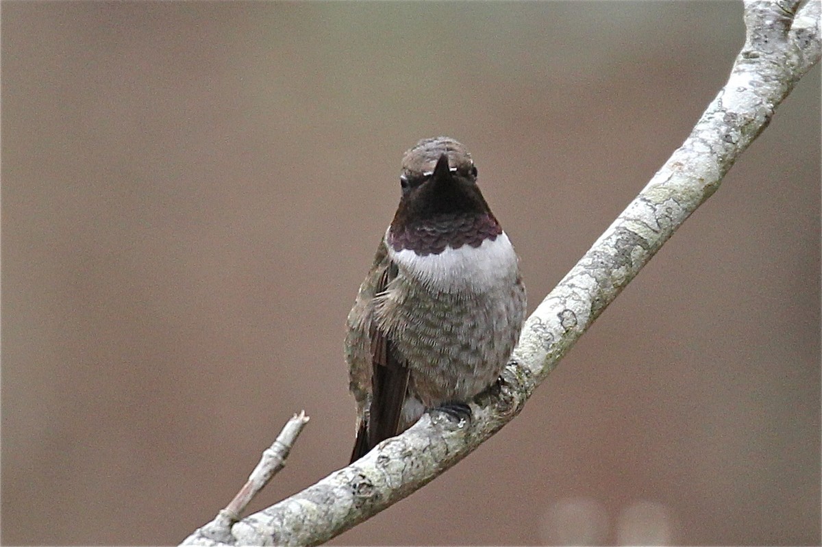 Black-chinned Hummingbird - Irvin Pitts