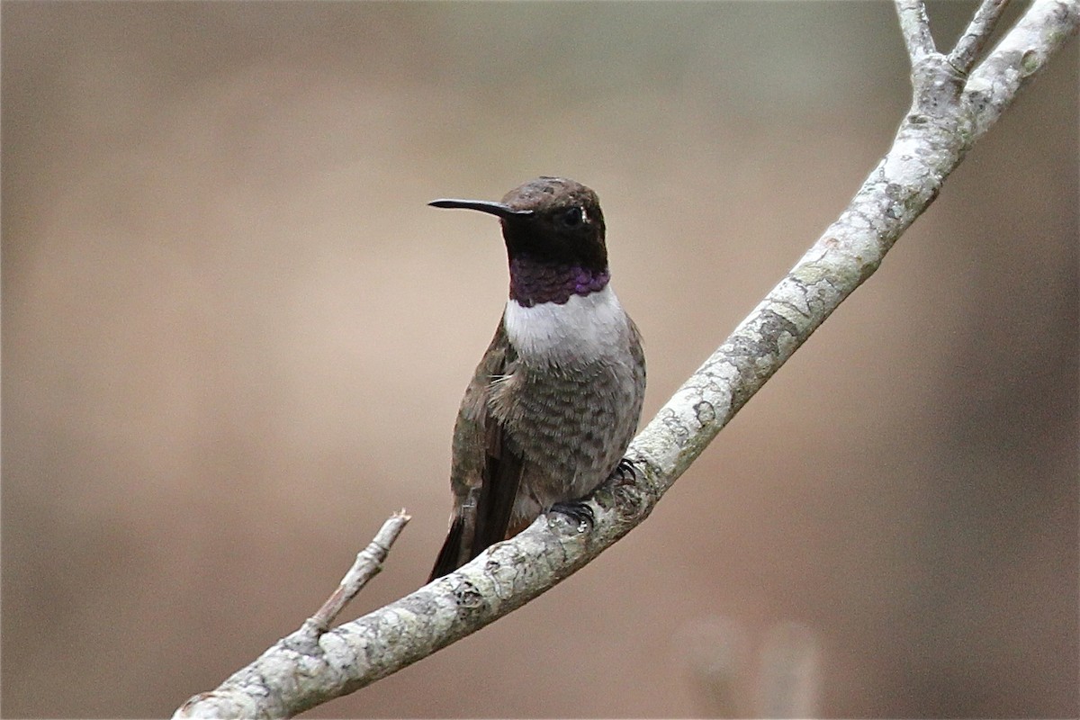 Colibri à gorge noire - ML119376321