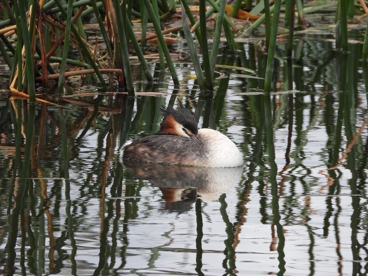 Great Crested Grebe - Jeffrey Crawley