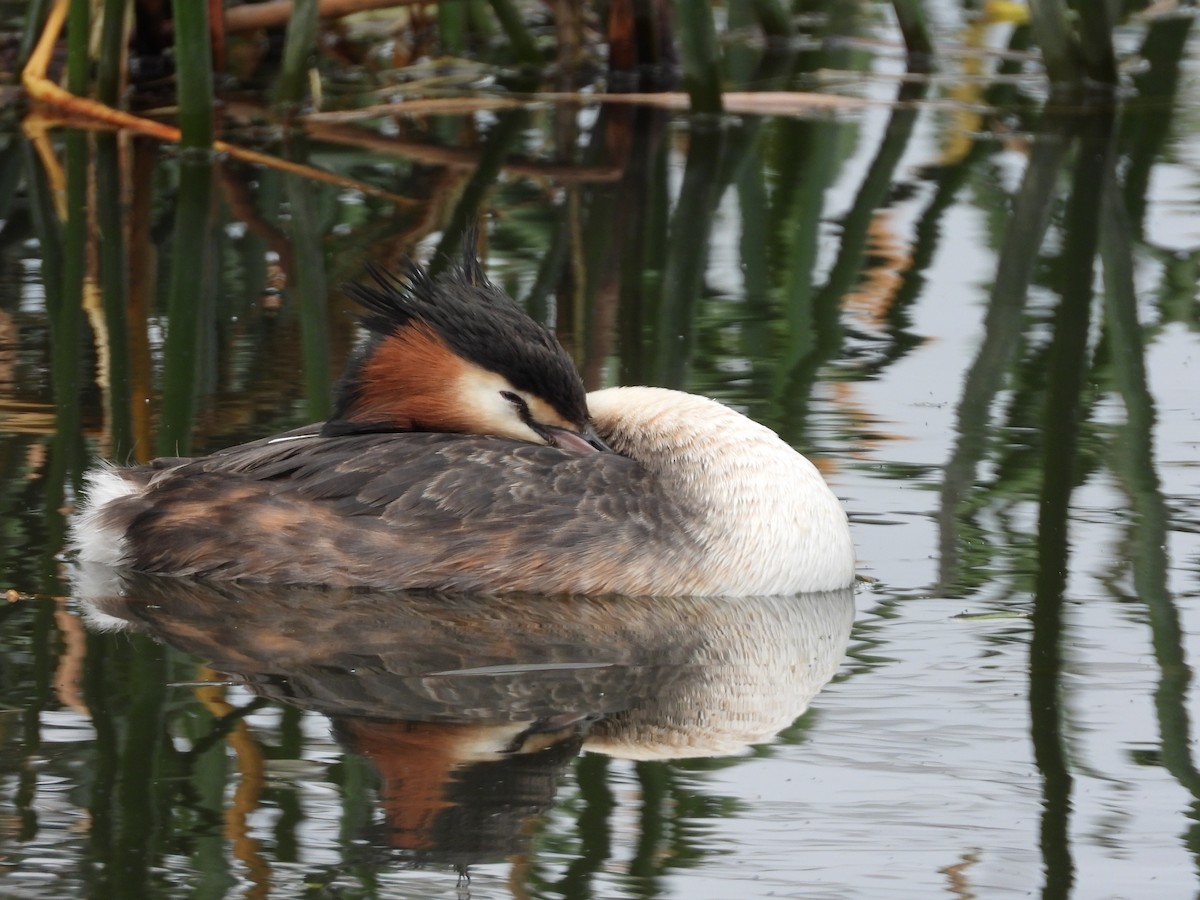 Great Crested Grebe - Jeffrey Crawley