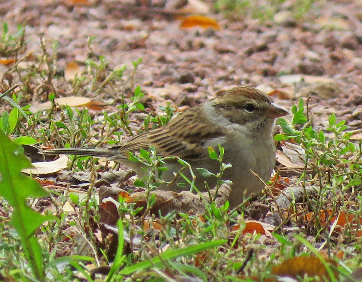 Chipping Sparrow - ML119377341