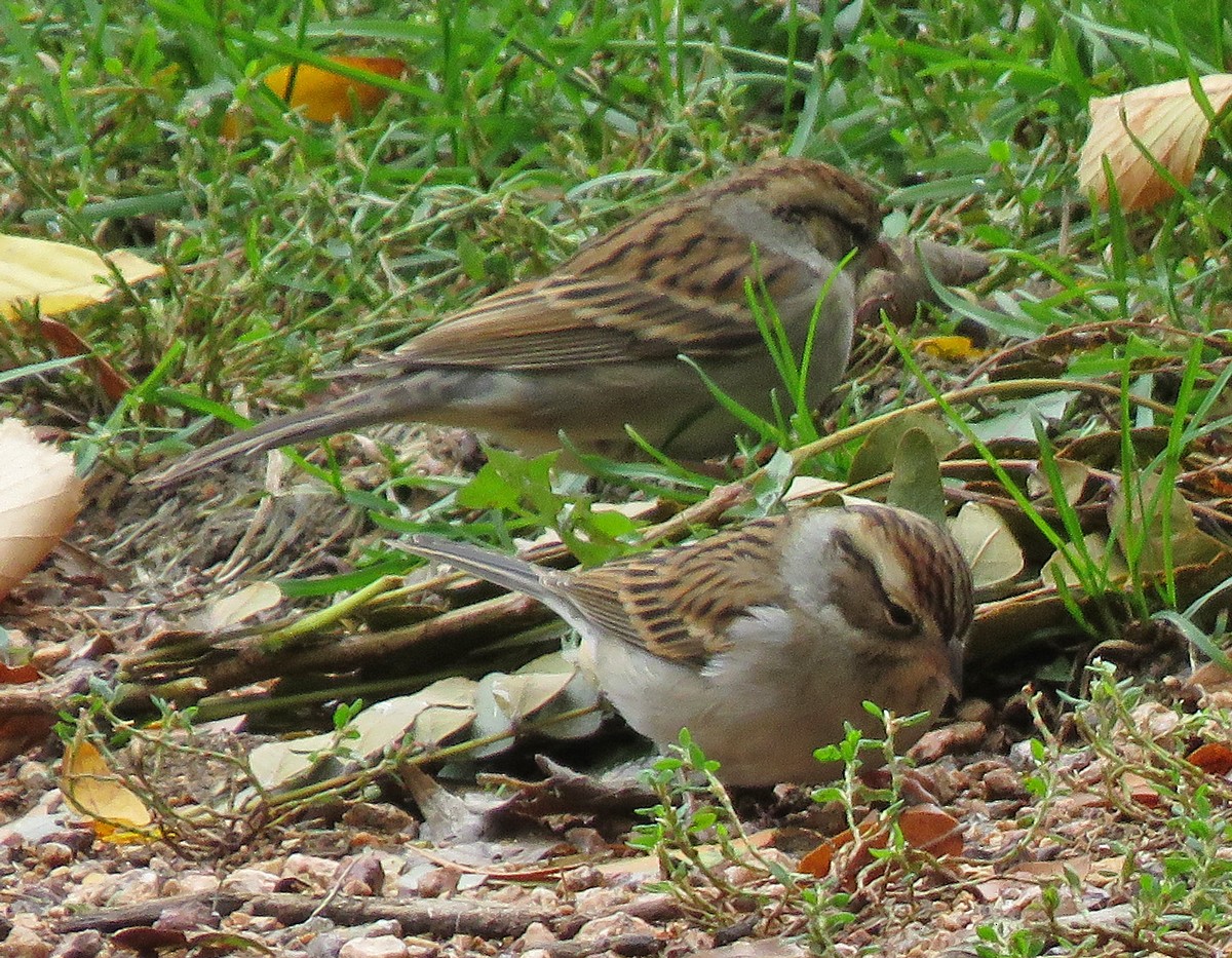 Chipping Sparrow - ML119377371