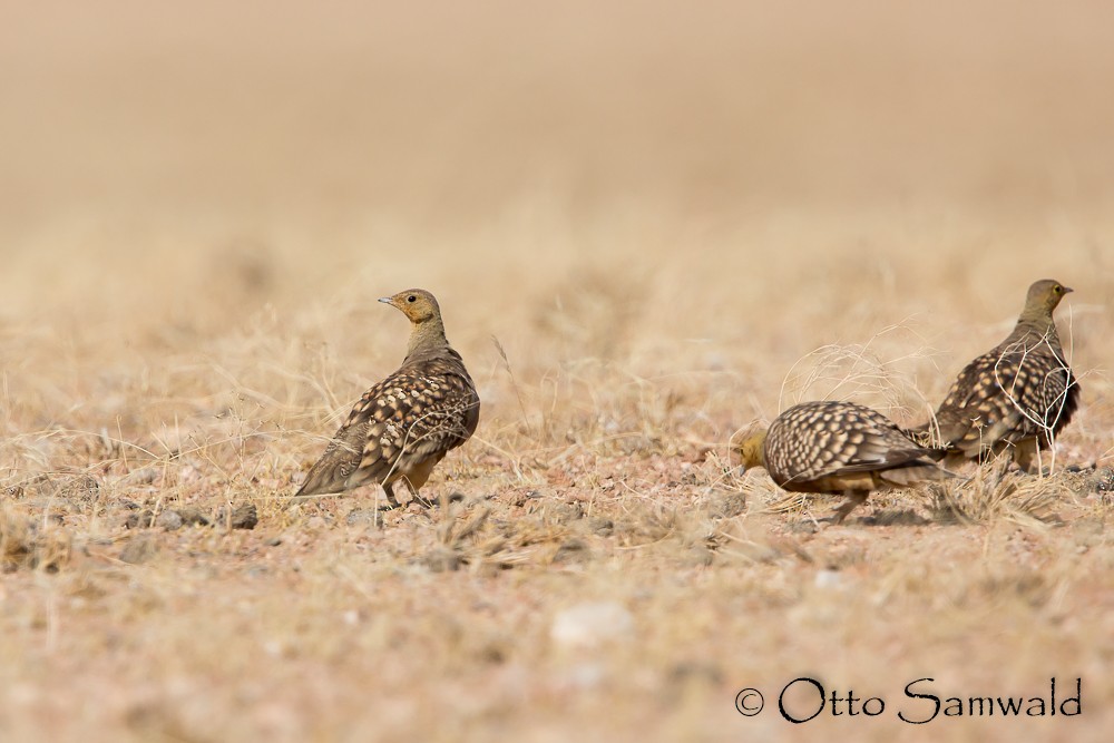 Namaqua Sandgrouse - ML119377891