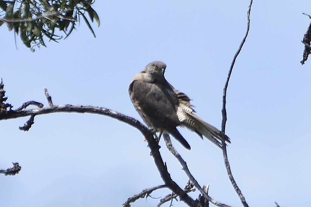 Brown Goshawk - ML119379011