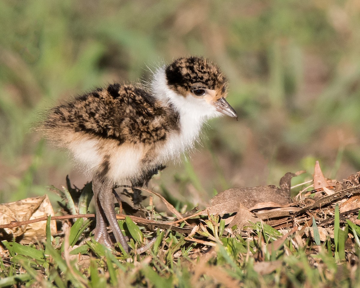 Masked Lapwing - Hayley Alexander