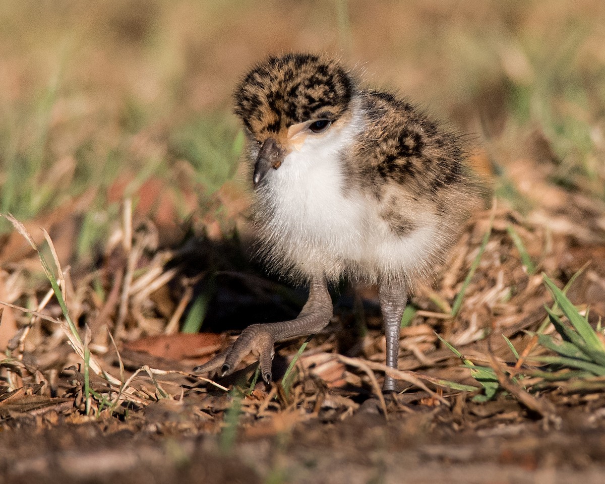 Masked Lapwing - Hayley Alexander