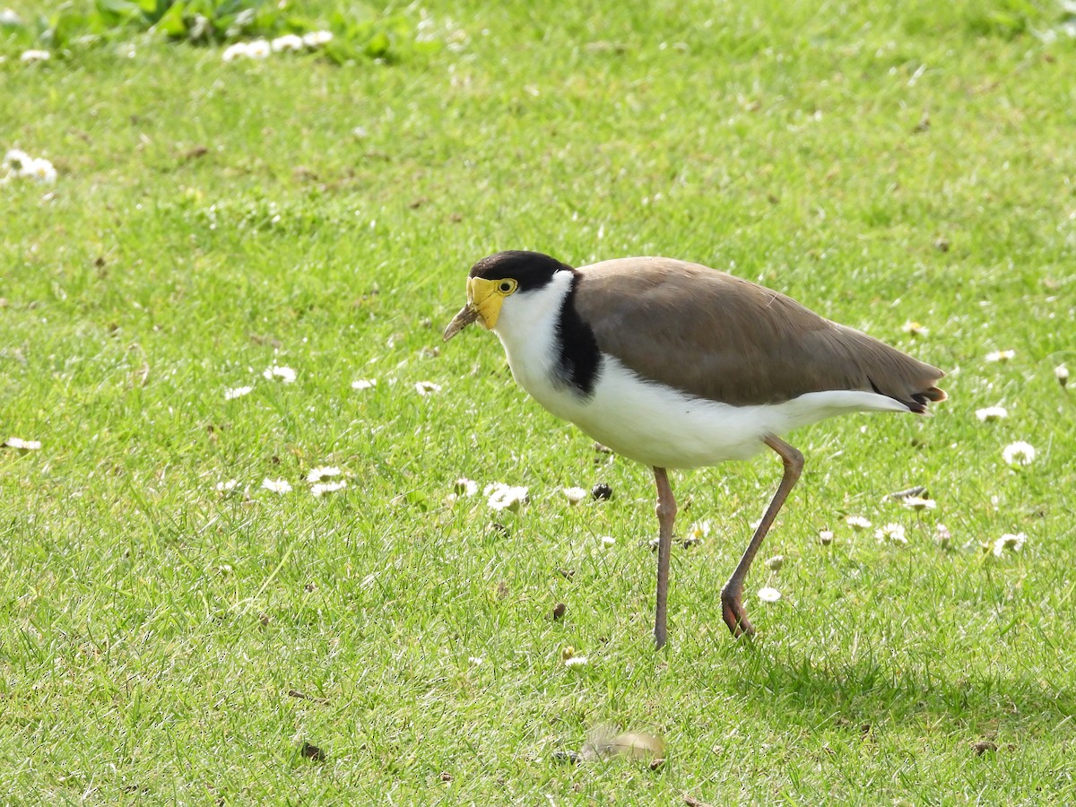 Masked Lapwing (Black-shouldered) - ML119379331