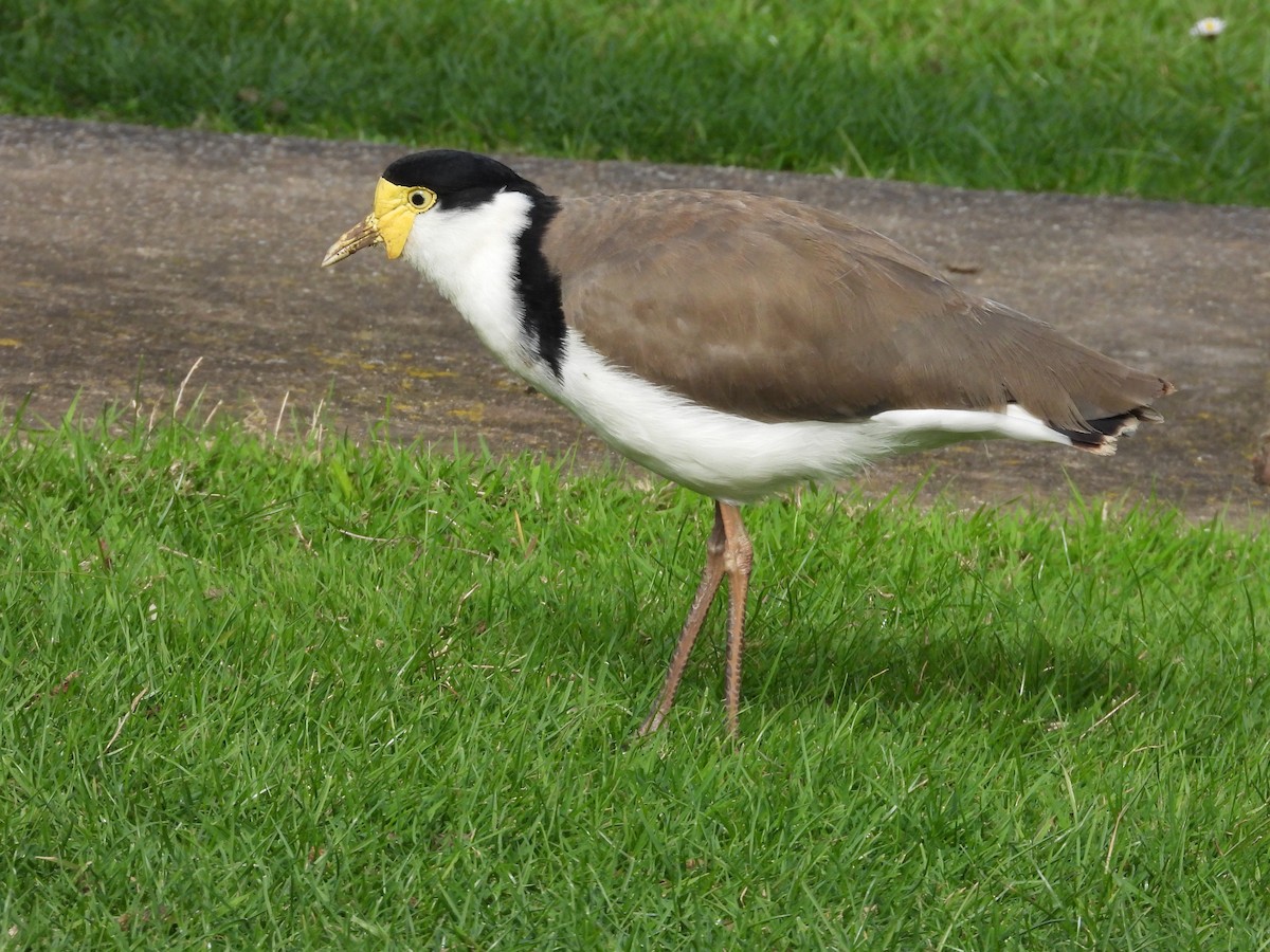 Masked Lapwing (Black-shouldered) - ML119379361