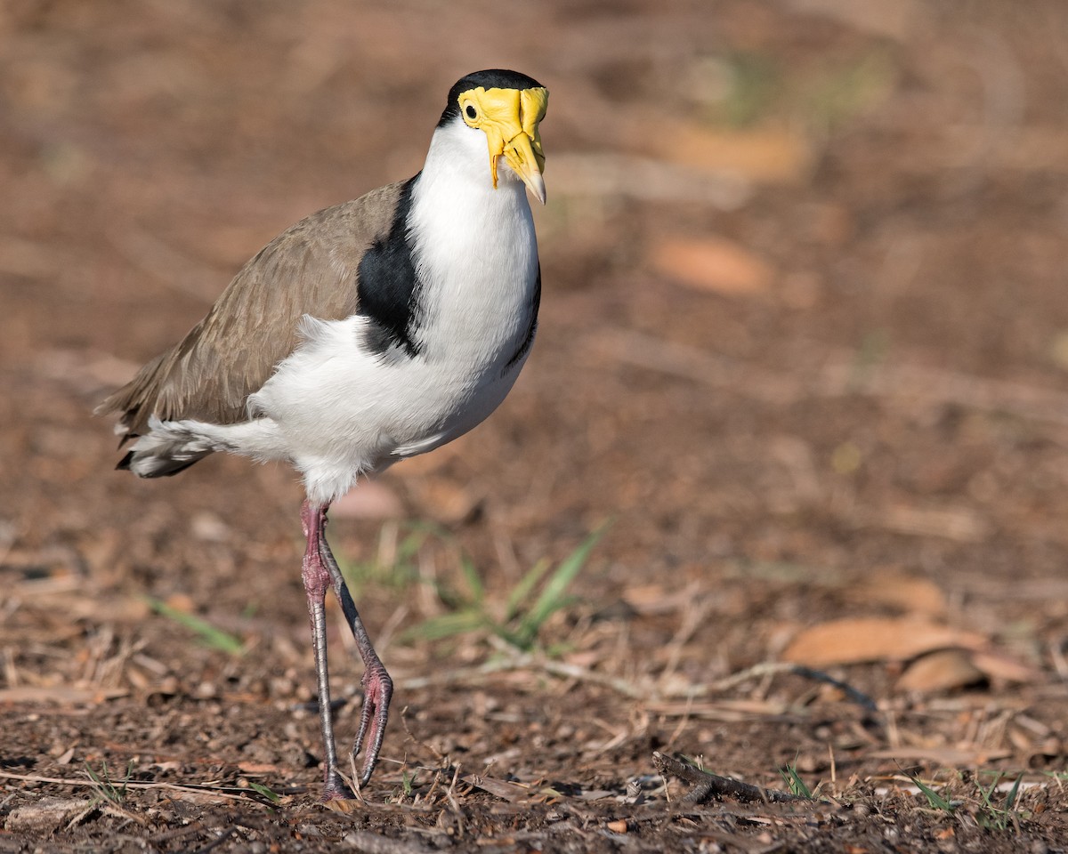 Masked Lapwing - Hayley Alexander