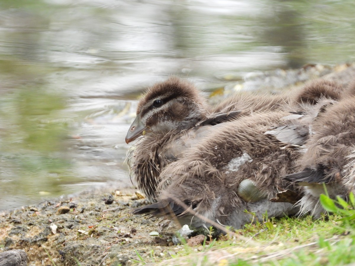 Maned Duck - ML119379511