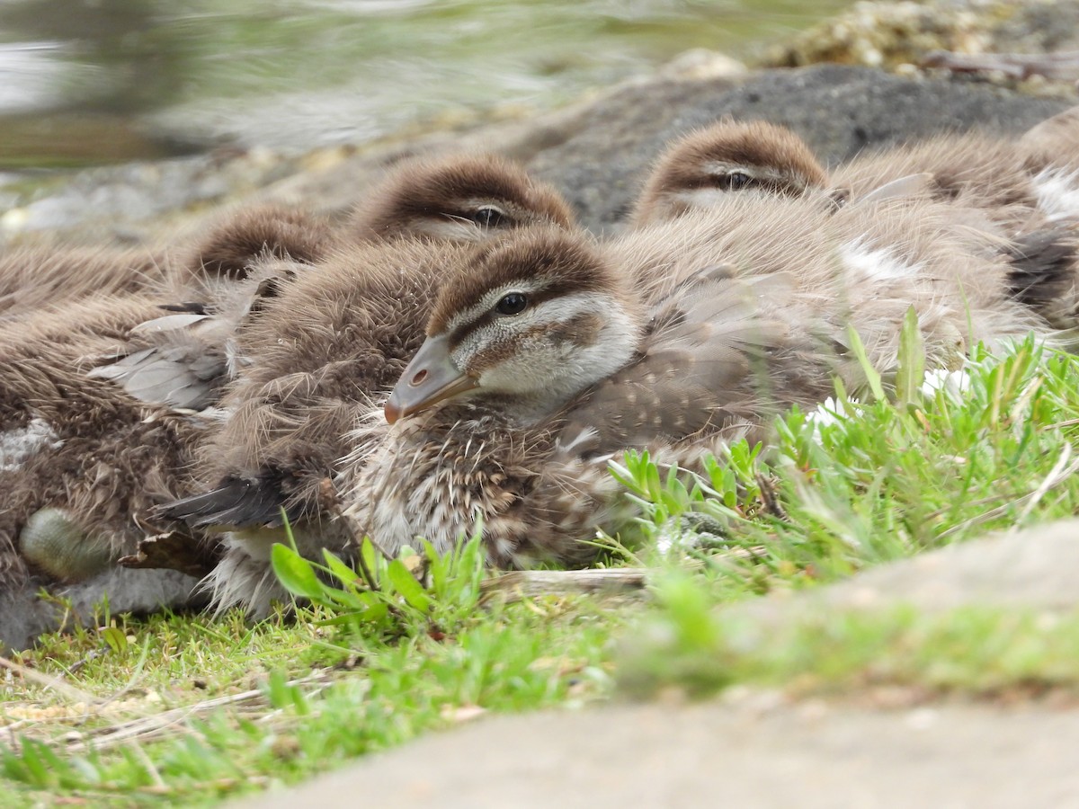 Maned Duck - ML119379521