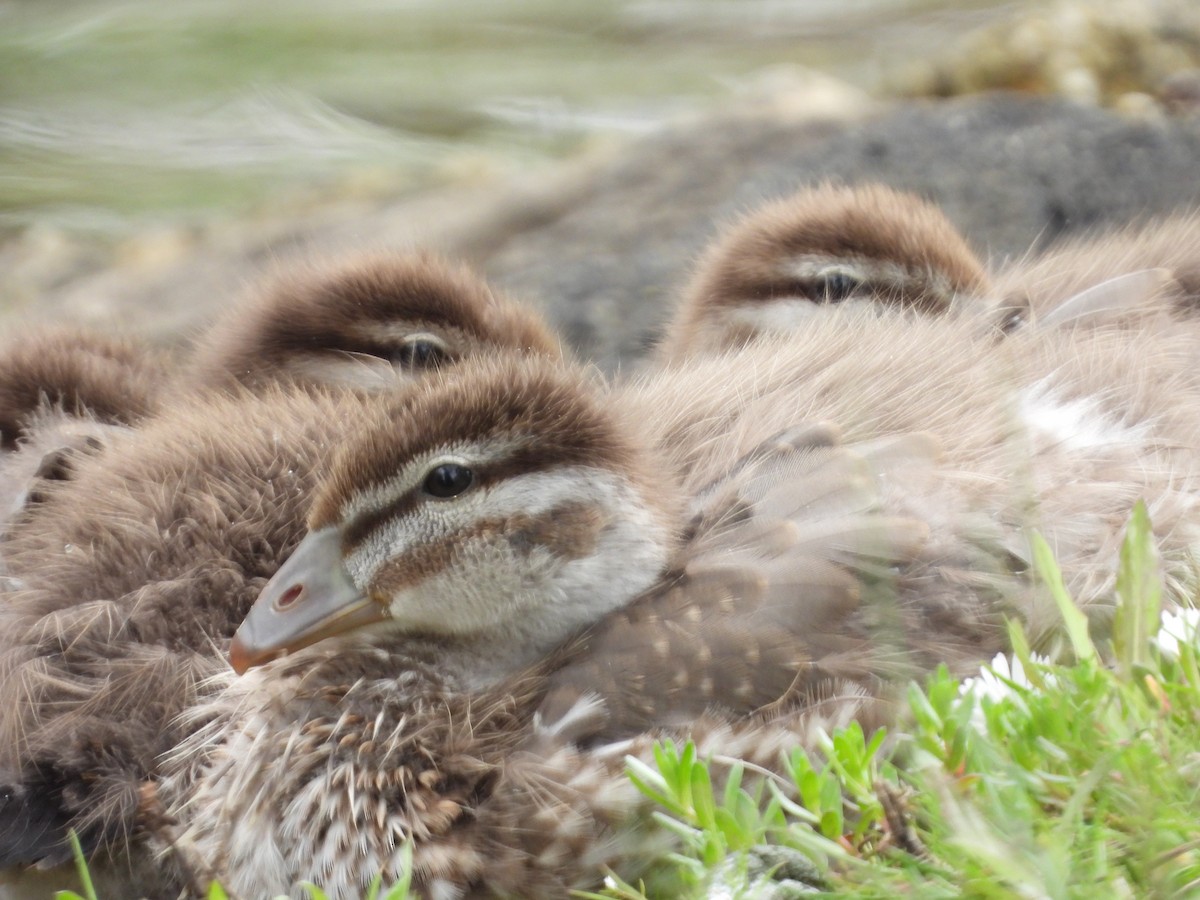 Maned Duck - Jeffrey Crawley