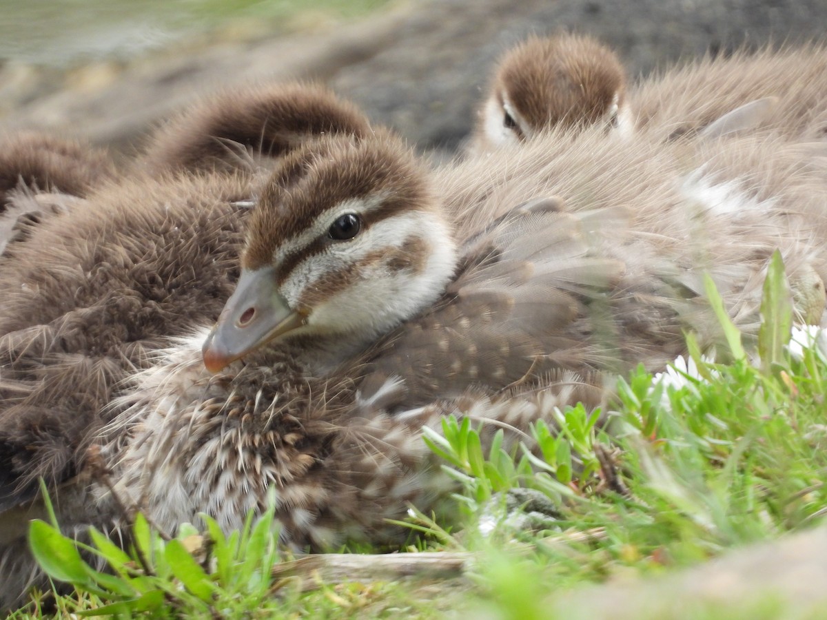 Maned Duck - ML119379561