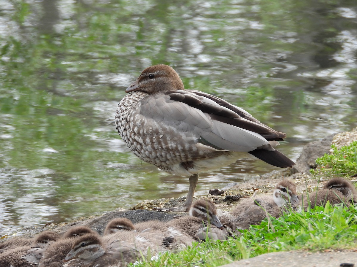 Maned Duck - ML119379581