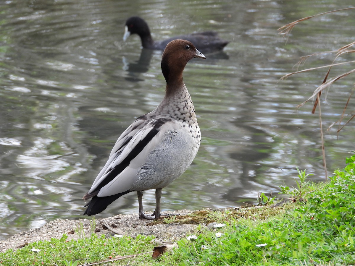 Maned Duck - ML119379591