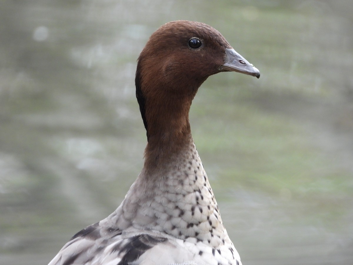 Maned Duck - ML119379601