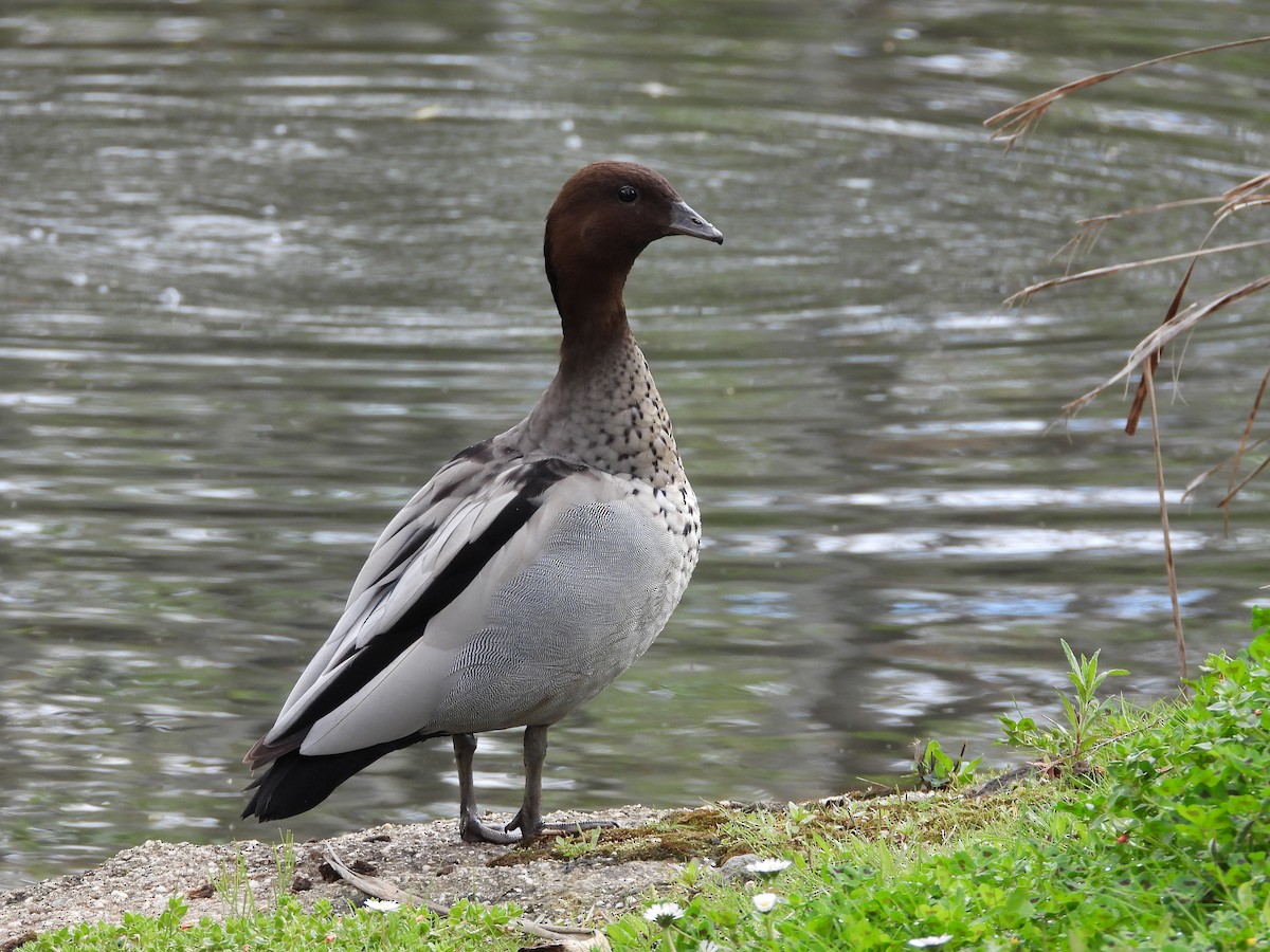 Maned Duck - ML119379611