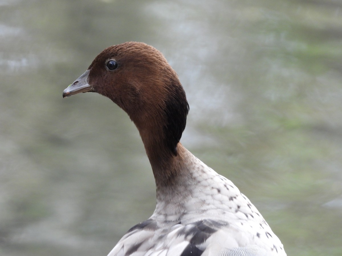 Maned Duck - ML119379631