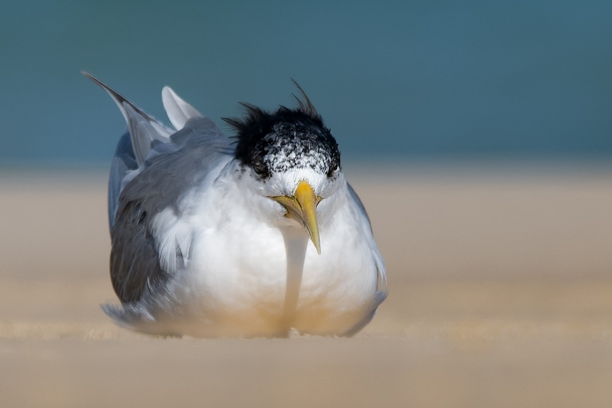 Great Crested Tern - ML119380041