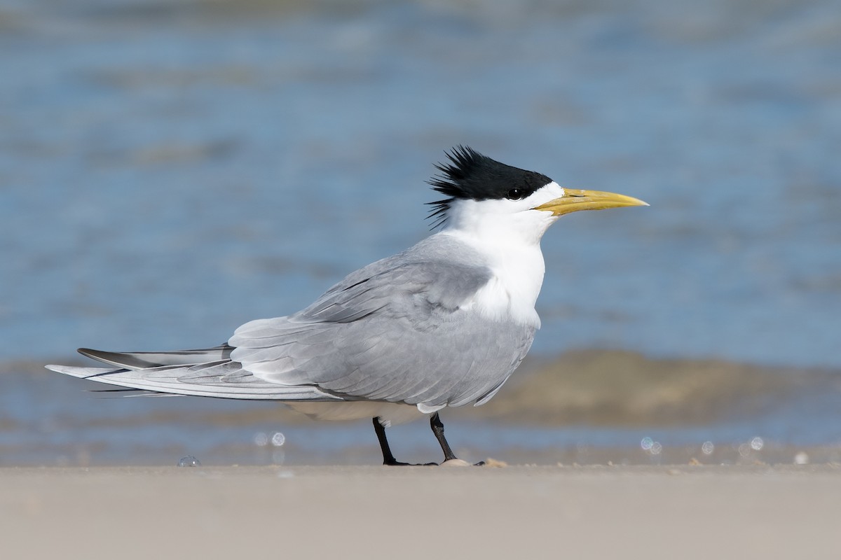 Great Crested Tern - ML119380191
