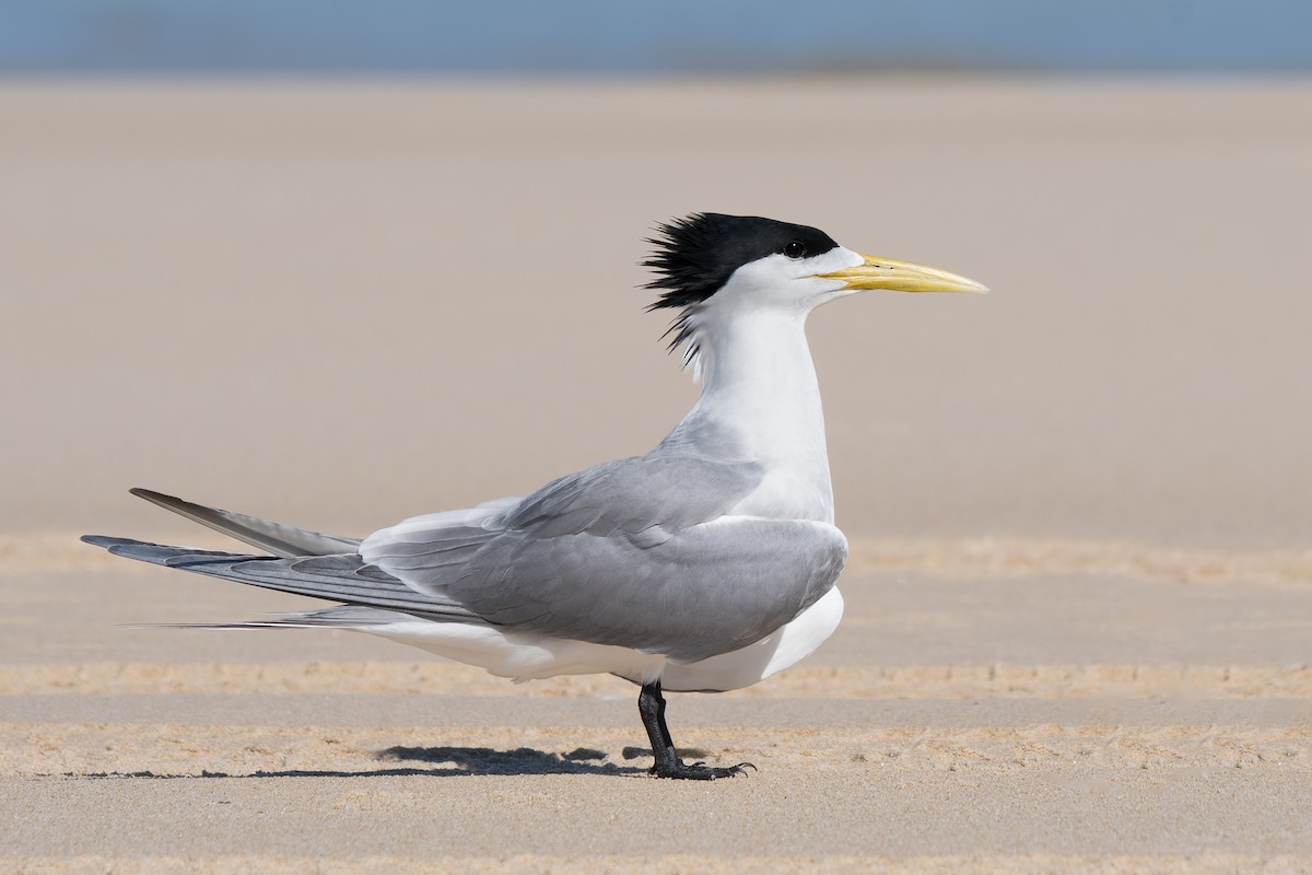 Great Crested Tern - Hayley Alexander