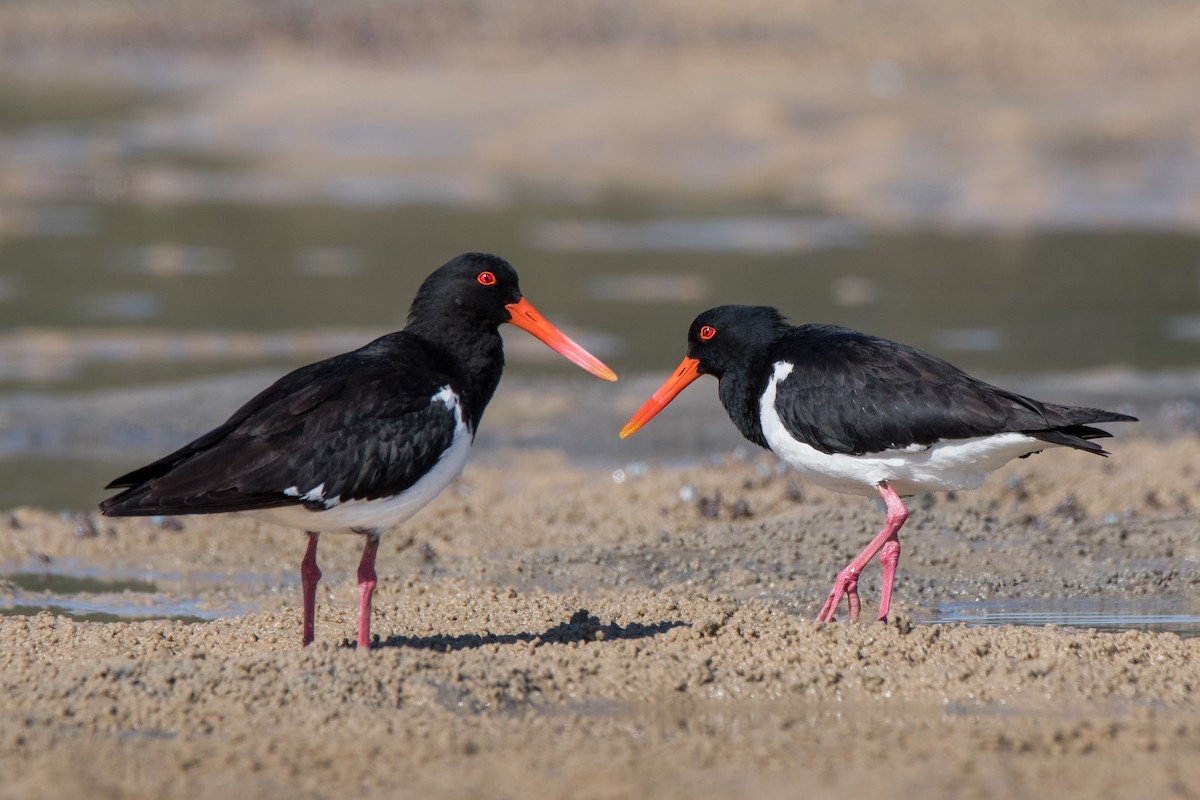 Pied Oystercatcher - ML119380371