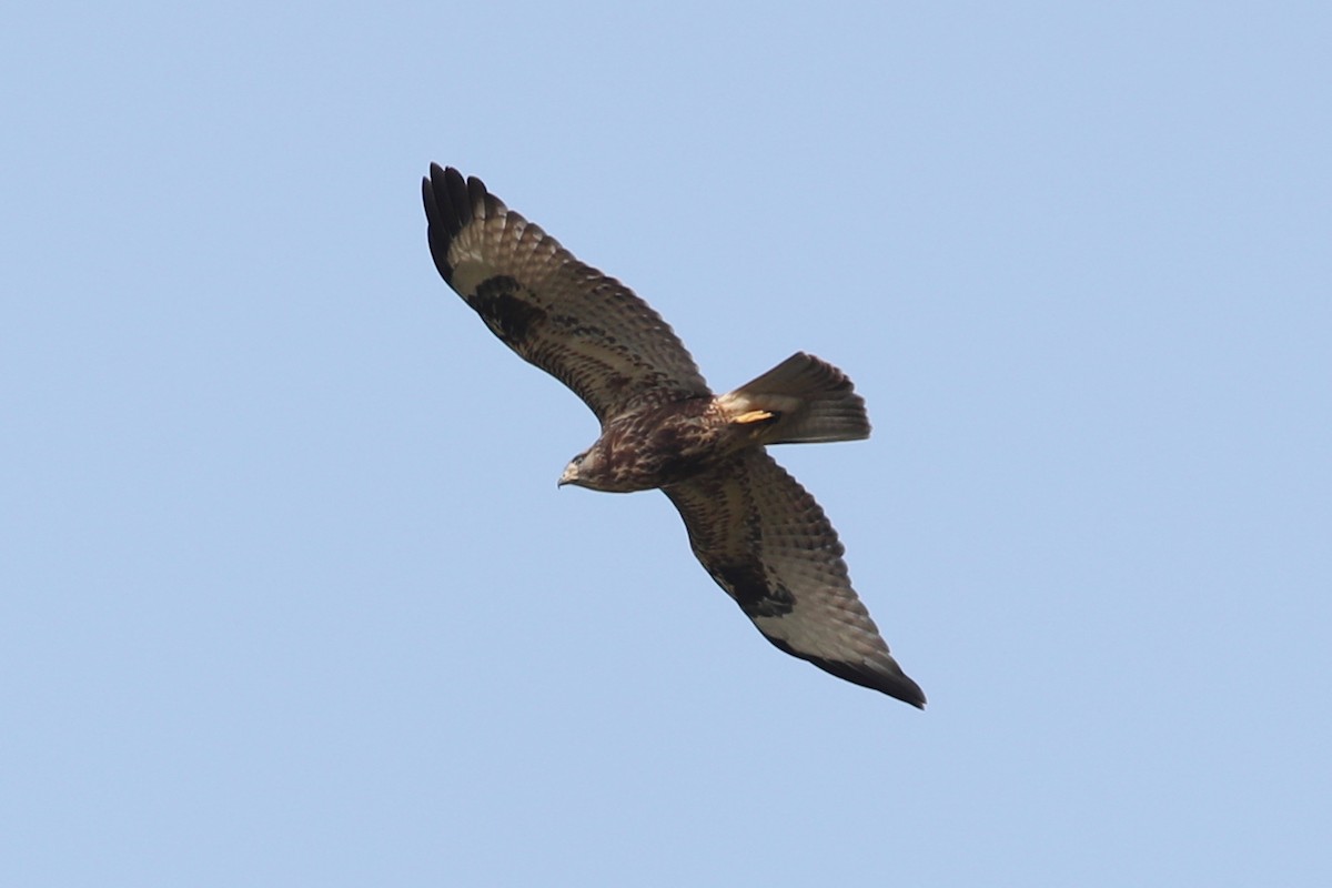 Eastern Buzzard - ML119380761