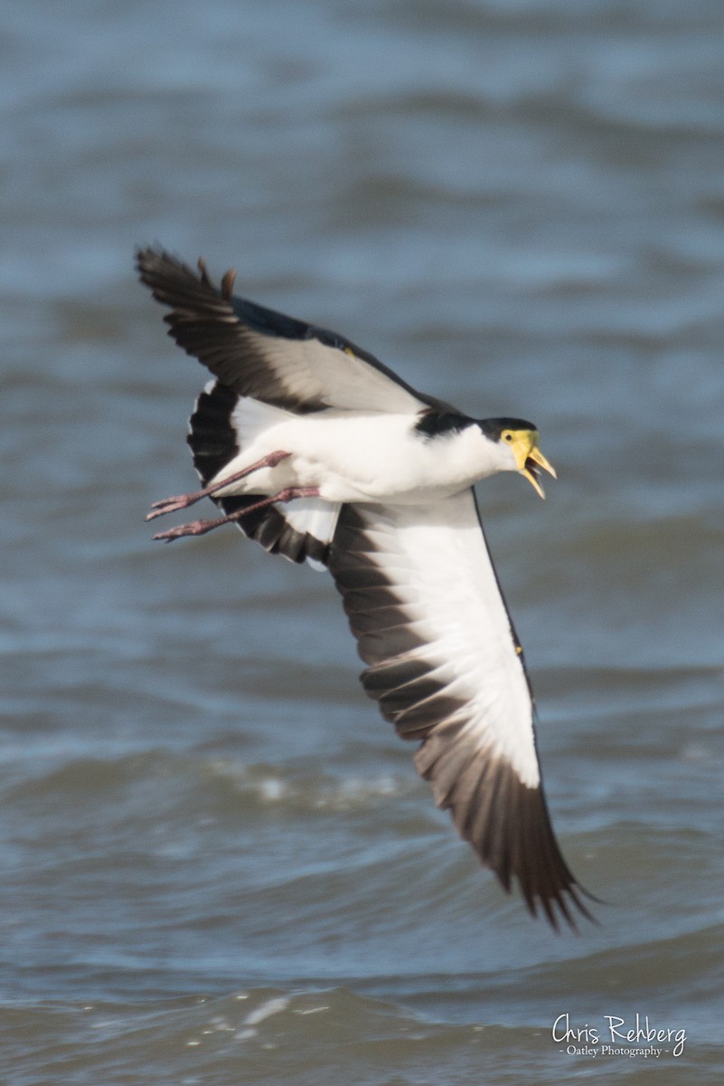 Masked Lapwing - ML119380801