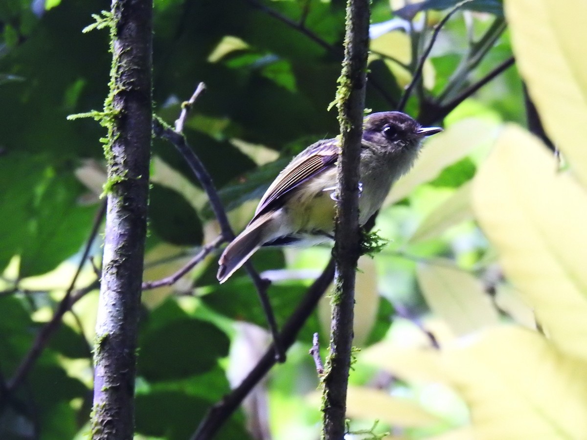 Sepia-capped Flycatcher - ML119381141