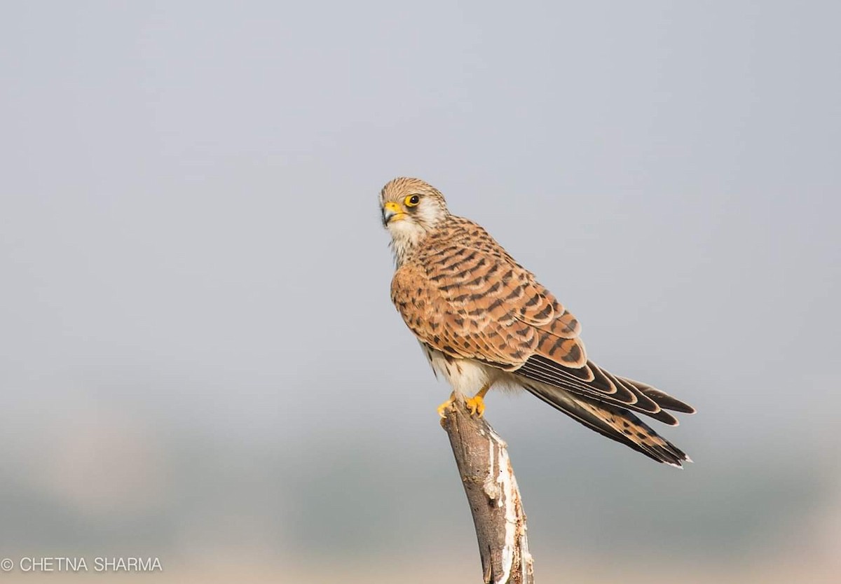 Lesser Kestrel - Chetna Sharma