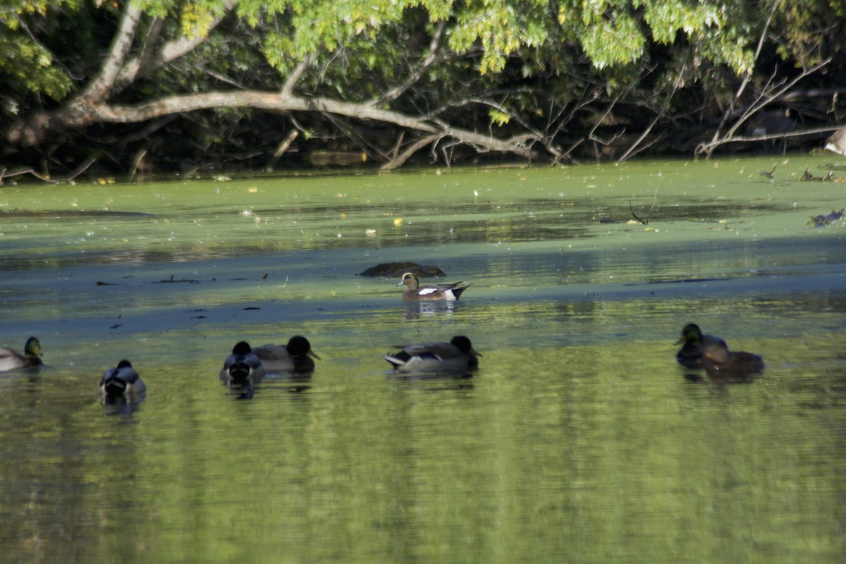 American Wigeon - ML119381891