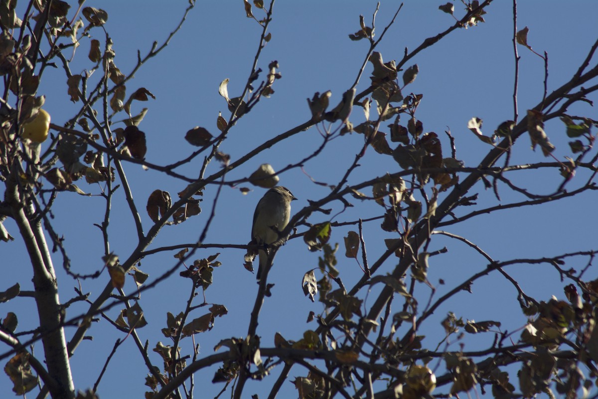 Cedar Waxwing - ML119381961