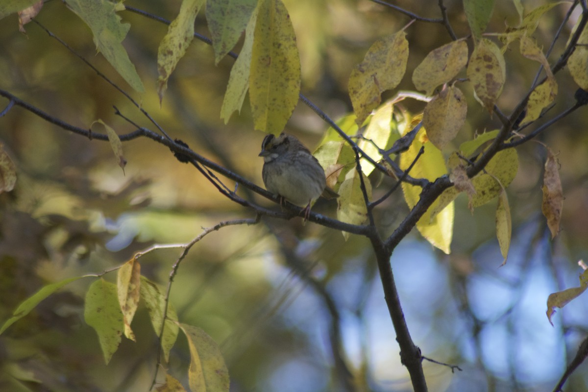 White-throated Sparrow - ML119381971
