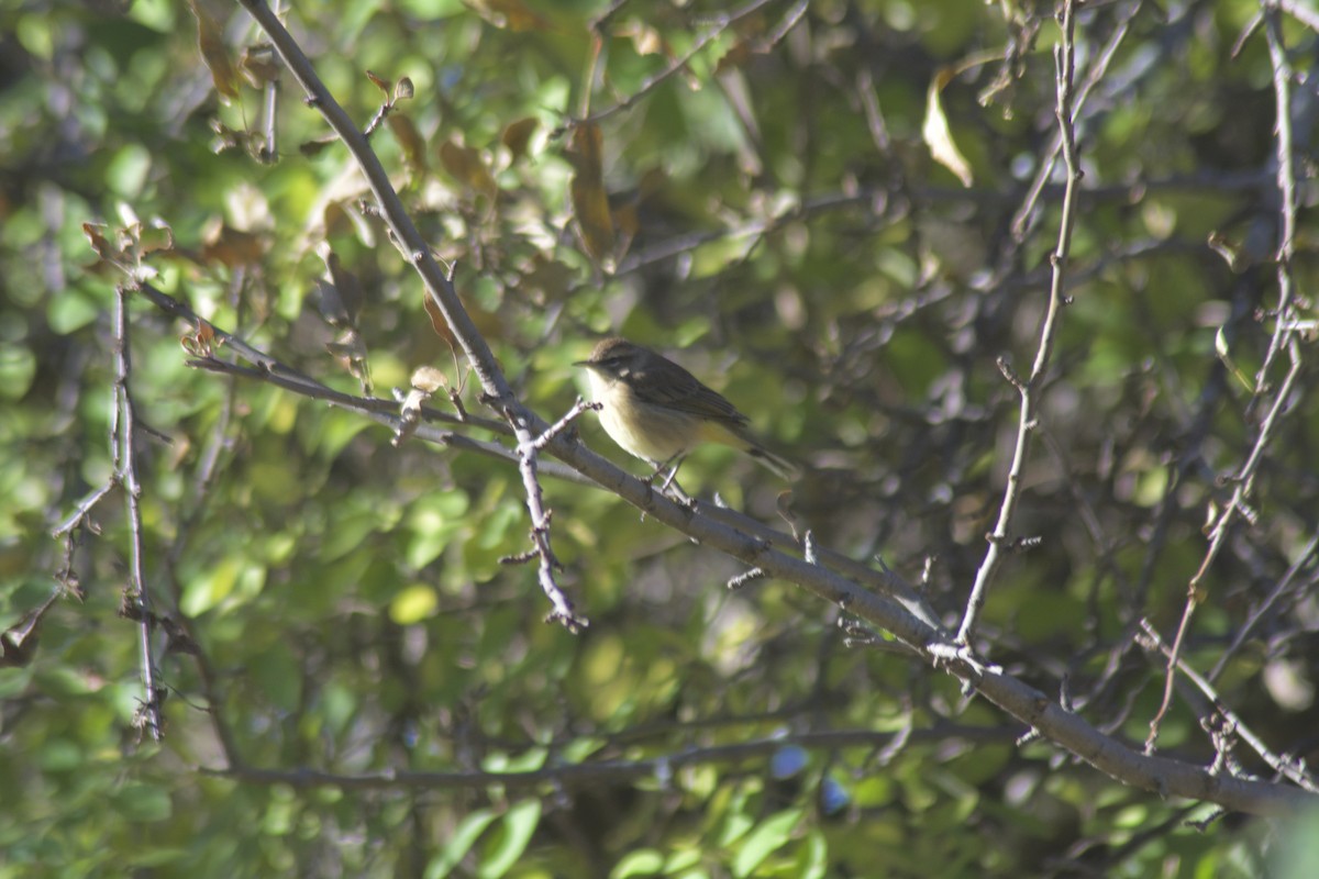 Palm Warbler - ML119382031