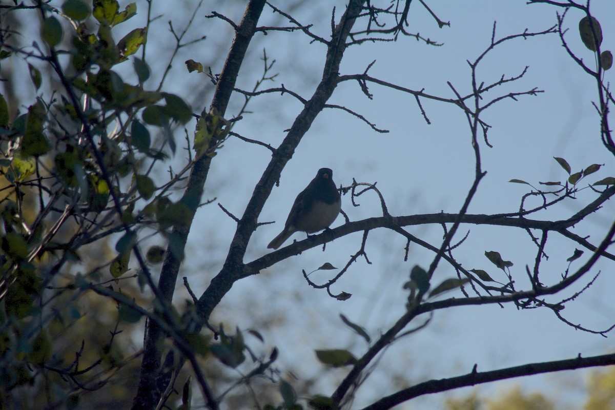 Dark-eyed Junco - ML119382131