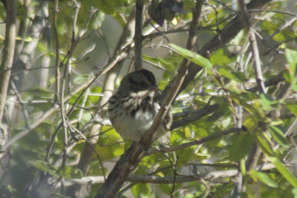 Lincoln's Sparrow - ML119382161