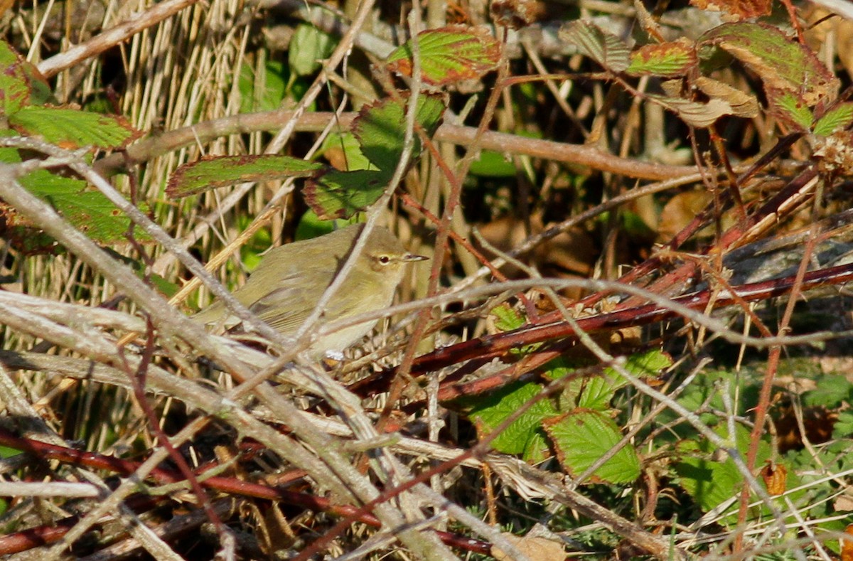 Common Chiffchaff (Common) - Anton Liebermann