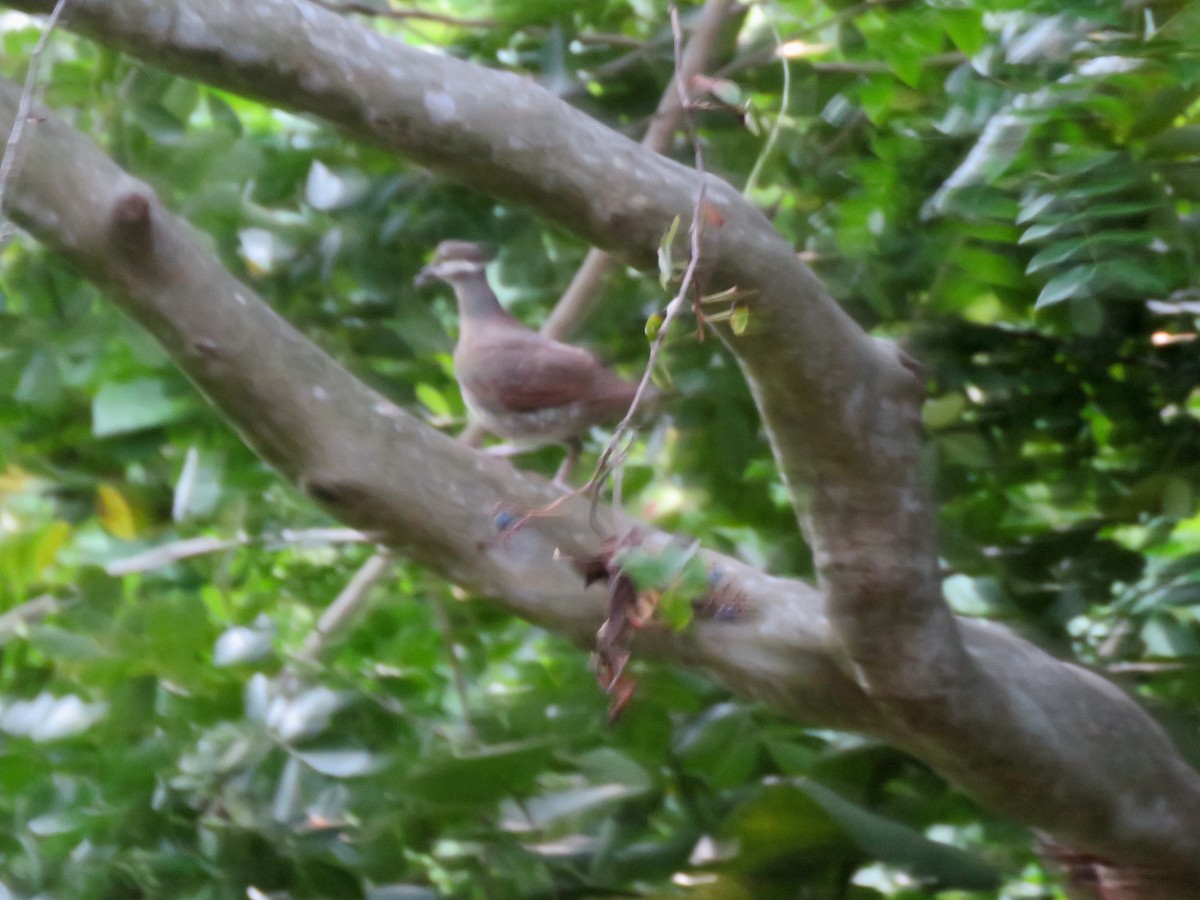 Key West Quail-Dove - ML119384251