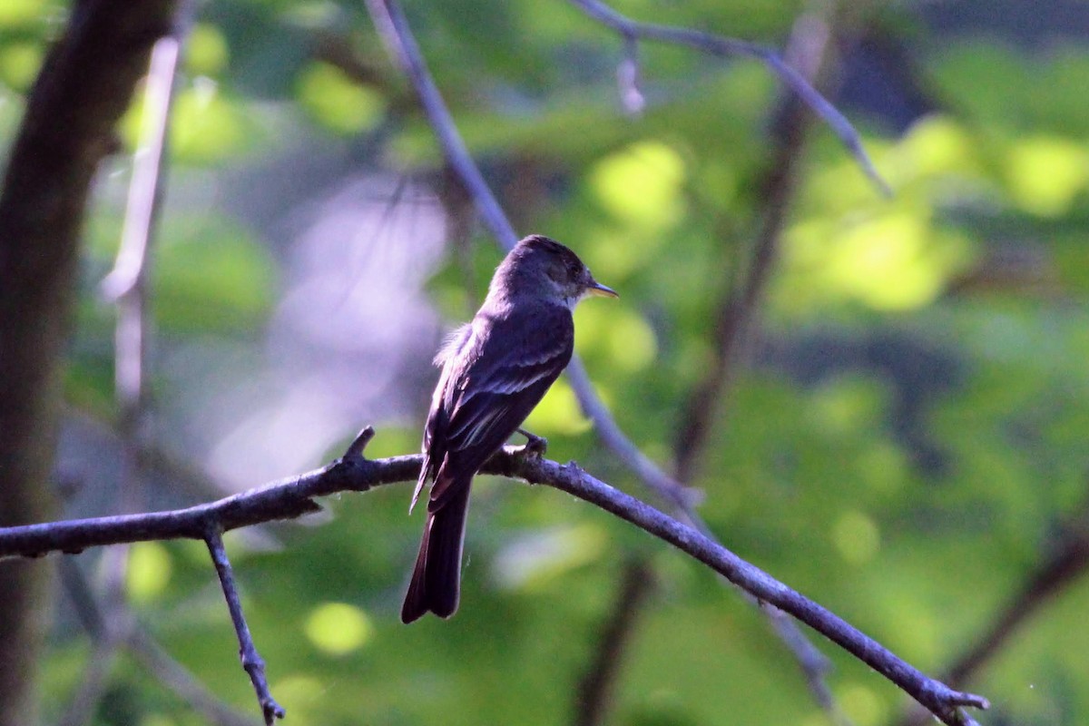 Eastern Wood-Pewee - ML119384831