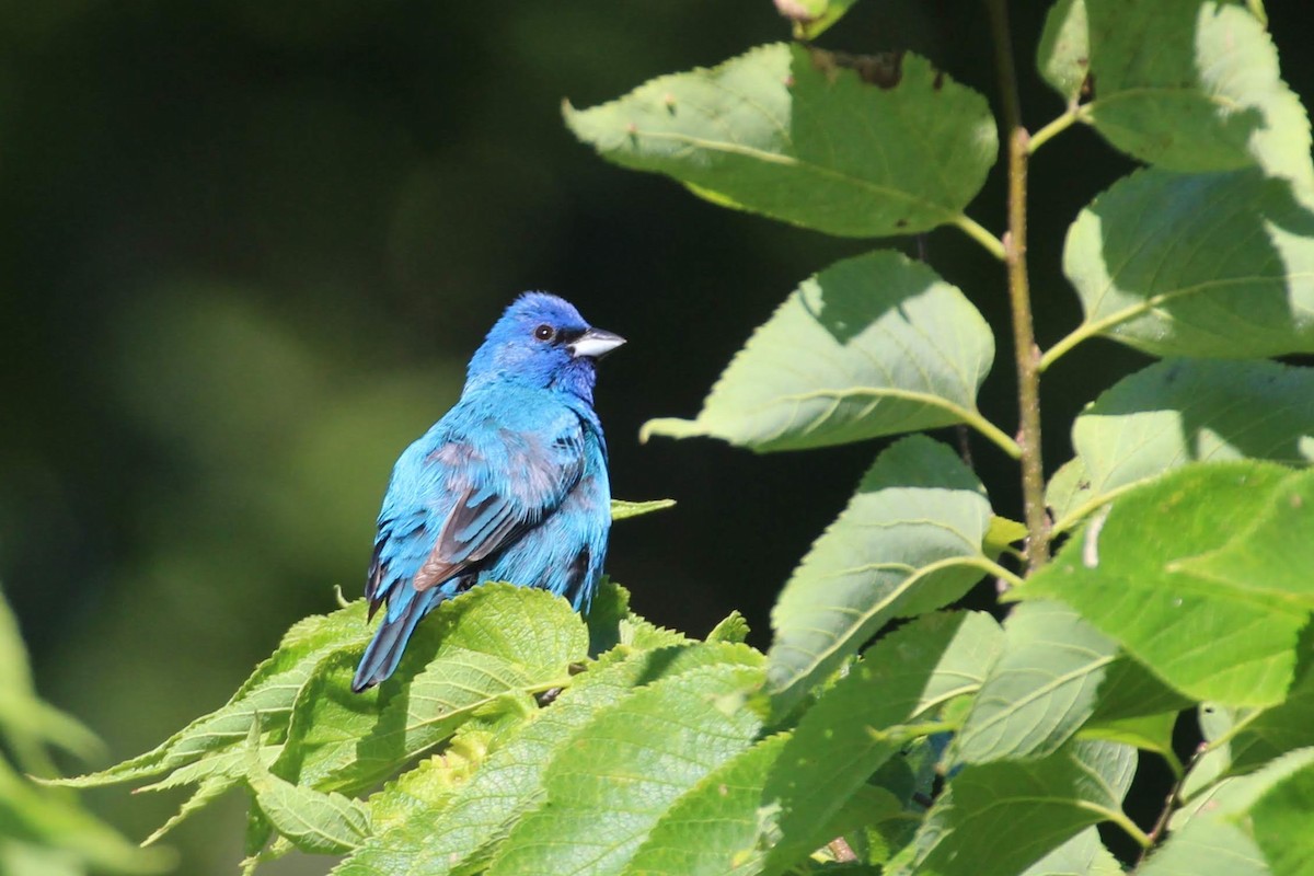 Indigo Bunting - ML119384861