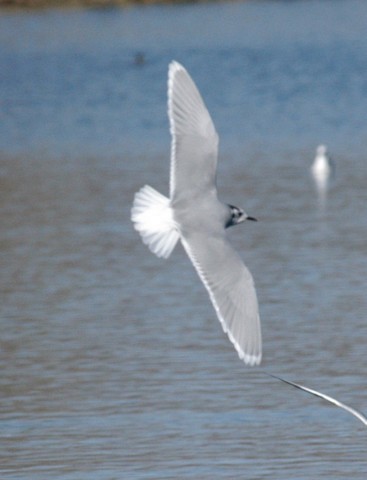 Little Gull - ML119386381