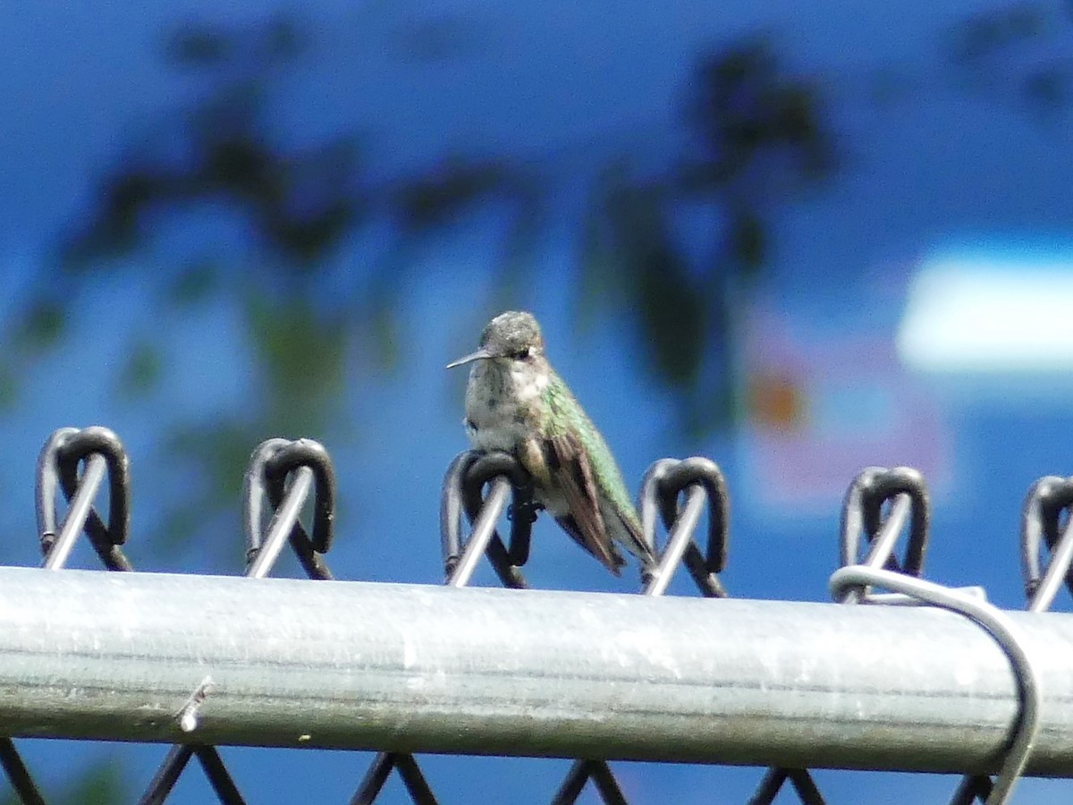 Ruby-throated Hummingbird - Cathy Pondelicek