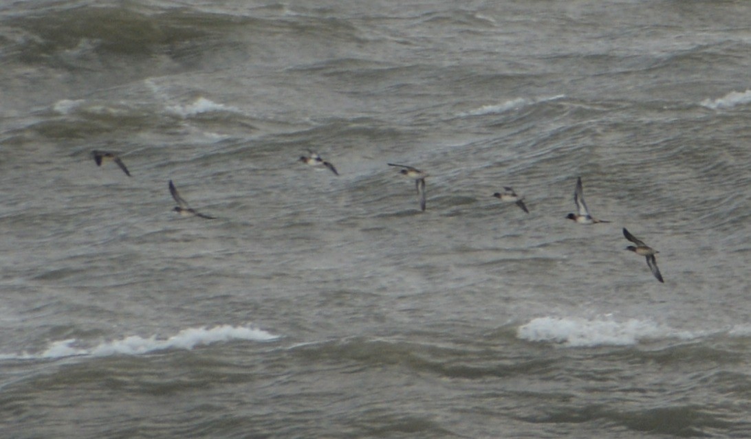 Green-winged Teal - ML119387721