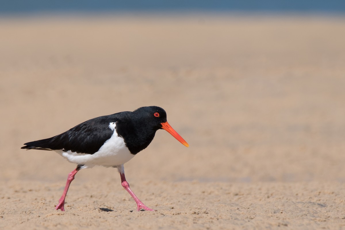 Pied Oystercatcher - Hayley Alexander