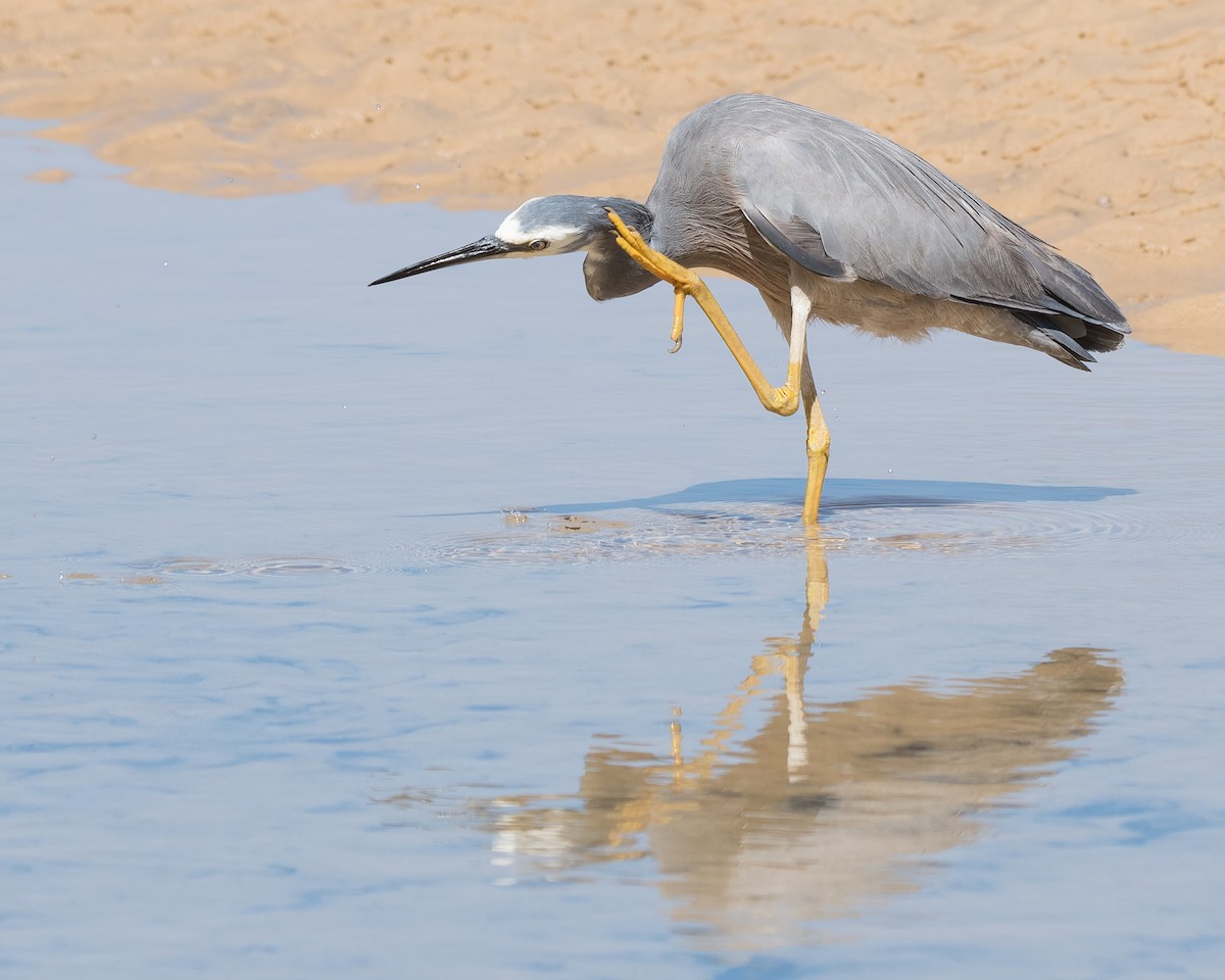 White-faced Heron - ML119388491